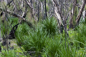 Images Dated 13th October 2009: Forest after the fire, Yanchep National Park, West Australia, Australia, Pacific