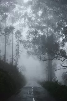 Images Dated 18th December 2010: Forest in fog, near Achadas da Cruz, Madeira, Atlantic Ocean, Portugal, Europe