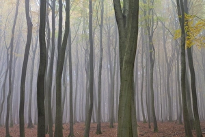 Forest in fog, near Frankfurt, Germany, Europe
