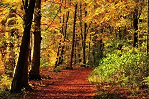 Fall Prints: Forest, Fuerstenfeldbruck, Bavaria, Germany, Europe