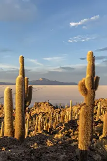 A forest of giant cardon cactus (Echinopsis atacamensis) at sunset on Isla Incahuasi