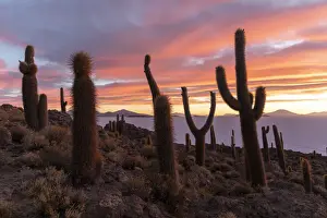 A forest of giant cardon cactus (Echinopsis atacamensis) at sunset on Isla Incahuasi