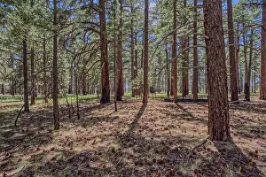 Pine Prints: The forest of Grand Canyon North Rim Arizona near the edge of Clear Creek Canyon