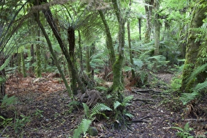Fern Prints: Forest on Kauaeranga Kauri Trail