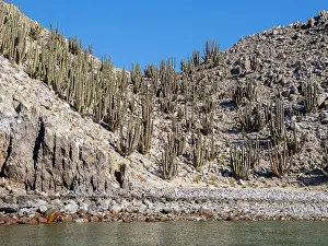 Seashore Prints: Forest of Mexican giant cardon cactus stands tall in desert landscape of Baja California