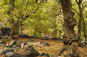 High Atlas Prints: Forest near Imlil village, Toubkal mountains, High Atlas, Morocco, North Africa, Africa