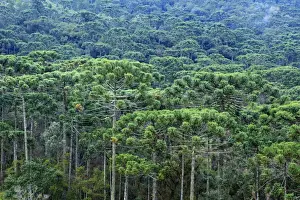 Typically Brazilian Prints: A forest of Parana (Araucaria) pines (Araucaria angustifolia) in the mountains near Sao Paulo
