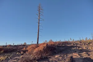 Loss Prints: Forest recovery efforts after the Dragon Bravo Wildfire at Grand Canyon North Rim in Arizona