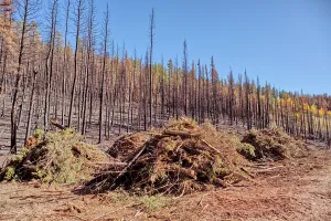 Health Prints: Forest recovery efforts underway after Dragon Bravo Wildfire impacts Grand Canyon North Rim area in 2025