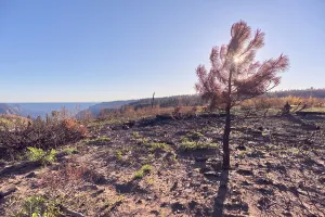 Grand Prints: Forest recovery in Grand Canyon North Rim Arizona after Dragon Bravo Wildfire in 2025