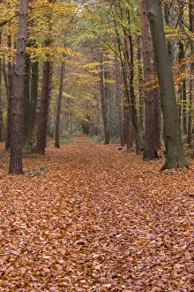 Leave Prints: Forest way
