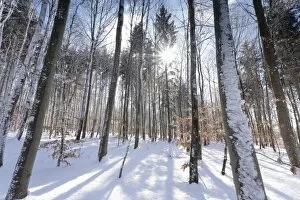 Images Dated 18th February 2009: Forest in winter, Swabian Alb, Baden Wurttemberg, Germany, Europe
