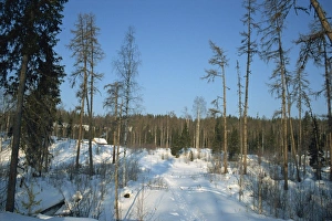 Arkhangelsk Prints: Forests of Pinega National Park in winter