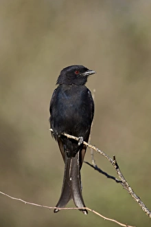 Ornithological Prints: Fork-tailed drongo (Dicrurus adsimilis), Kgalagadi Transfrontier Park encompassing
