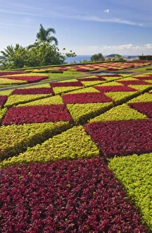 Images Dated 29th November 2009: Formal gardens in the Botanical gardens (Jardim Botanico), above Funchal