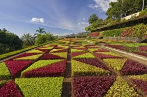 Images Dated 29th November 2009: Formal gardens in the Botanical gardens (Jardim Botanico), above Funchal