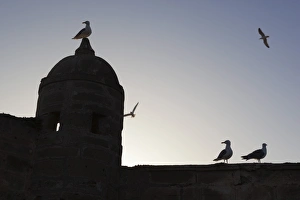 Defence Prints: The fort silhouetted with seagulls