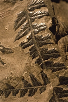 Fern Prints: Fossil ferns found in Radstock Colliery, Mariopteris carboniferous coal measures
