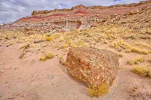 One of many fossil filled boulders in the Clam Beds along Red Basin Trail in Petrified