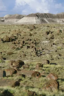 Petrified Forest Prints: Fossil logs 200 million years old scattered over desert