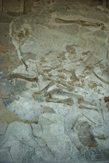 Fossilised bones including hind leg of Sauropod and Apatosaurus Fossilised bones including hind leg of Sauropod and Apatosaurus