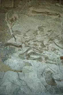 Fossilised bones including hind leg of Sauropod and Apatosaurus, Dinosaur National Monument
