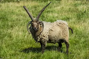 Ovis Aries Prints: Four-horned Manx Loaghtan sheep (Ovis aries) in the living museum Cregneash village