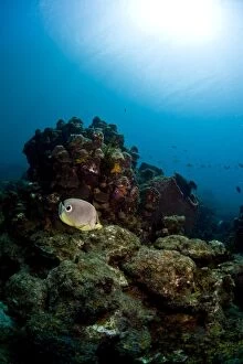 Foureye butterflyfish (Chaetodon capistratus), St. Lucia, West Indies, Caribbean, Central America