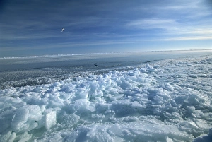 Arctic Gallery: Fractured ice and newly frozen ice at edge of an open lead, an important environment for seals