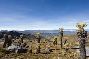 Pla Nts Prints: Frailejon plants (Espeletia) in El Cocuy National Park, Colombia, South America