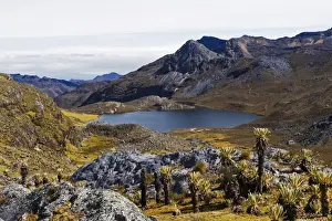 Pla Nts Prints: Frailejon plants (Espeletia) at Laguna Grande del los Verde, El Cocuy National Park
