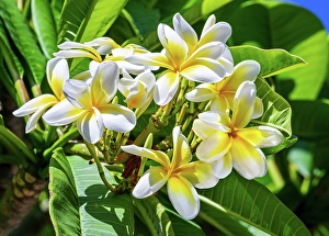 Floral Prints: Frangipane flowers (Plumeria alba), Bermuda