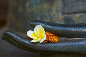 Images Dated 25th December 2010: Frangipani flower on hand of Buddha statue, Haw Pha Kaeo, Vientiane, Laos