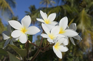 Fakarawa Prints: Frangipani flowers