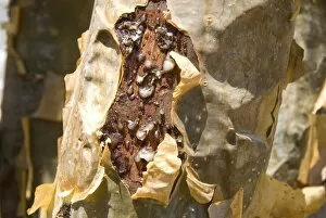 Images Dated 3rd April 2009: Frankincense, the resin seeping out into a cut in the trees bark, Dhofar Mountains