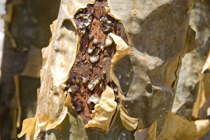 Images Dated 3rd April 2009: Frankincense, the resin seeping out into a cut in the trees bark, Dhofar Mountains