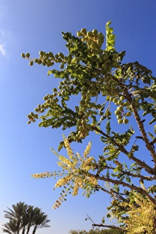Salalah Prints: Frankincense tree (Boswellia sacra), Museum of Frankincense Land, Al-Baleed, UNESCO