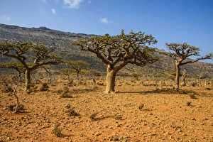 Frankincense trees (Boswellia elongata), Homil Protected Area, island of Socotra, UNESCO World Heritage Site, Yemen, Middle East