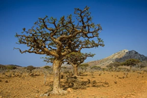 Yemen Prints: Frankincense trees (Boswellia elongata)