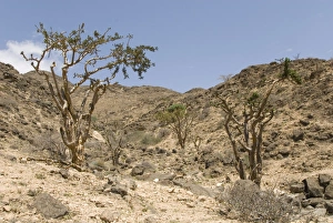 Images Dated 3rd April 2009: Frankincense trees growing wild on the limestone hillsides, Dhofar Mountains