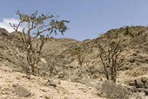 Salalah Prints: Frankincense trees growing wild on the limestone hillsides, Dhofar Mountains