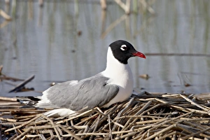 Images Dated 12th February 2009: Franklins gull (Leucophaeus pipixcan), Bear River Migratory Bird Refuge