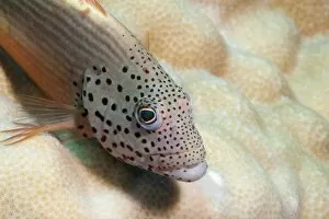 Images Dated 2nd June 2008: Freckled grouper (Cephalopholis microprion), Sulawesi, Indonesia, Southeast Asia, Asia