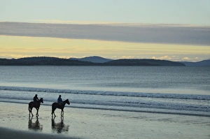Horse Back Prints: Frederick Henry Bay, Seven Mile Beach, Seven Mile Beach Protected Area