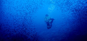 Back Side Prints: Free diving, Galapagos Islands, Ecuador, South America