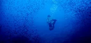 Free diving, Galapagos Islands, Ecuador, South America
