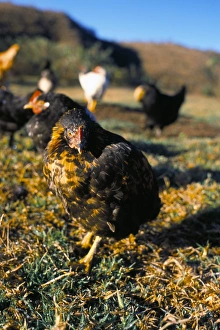 Free range chickens, Salta, Argentina, South America