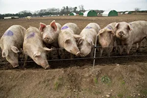 Sniffing Prints: Free range pig farming, pork production