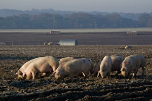 Farm Animal Prints: Free range pig farming, Wiltshire, England, United Kingdom, Europe