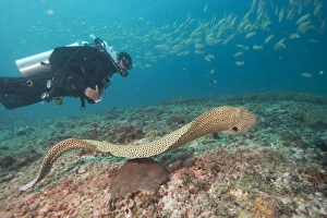 Scuba Diver Prints: Free spotted eel, Dimaniyat Islands, Gulf of Oman, Oman, Middle East